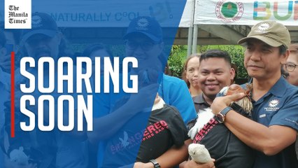 3 PH eagles presented at volcanic natural park in Leyte