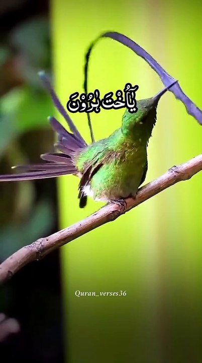 ساعة كاملة من اروع تلاوات القران الكريم