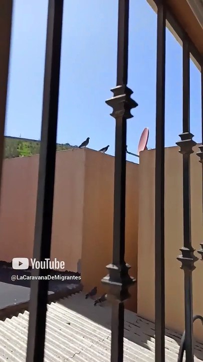 las palomas siguen reproduciendose en la casa del vecino #shorts #animales #mascotas #pajaros #aves