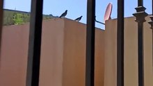 las palomas siguen reproduciendose en la casa del vecino #shorts #animales #mascotas #pajaros #aves