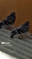 un par de seres alados pichones palomas aves pajaros #shorts #animales #mascotas #tijuana #fauna