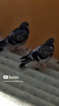 un par de seres alados pichones palomas aves pajaros #shorts #animales #mascotas #tijuana #fauna