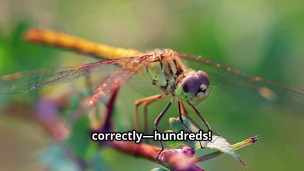 SAVE the Dragonflies! - Your Backyard Heroes! Here's Why ...