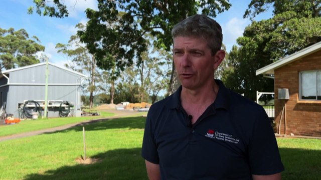 Ex-Cyclone Alfred costs NSW farmers millions in stock loss and damage