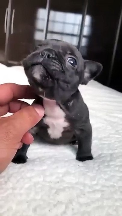Cute puppy 🥰