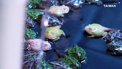 Pingtung Farm Successfully Battles Wild Frog Poaching