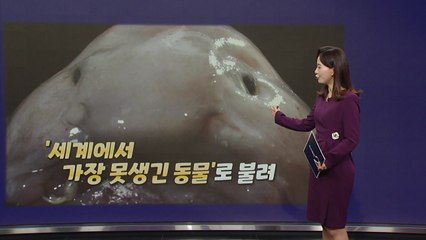 '자세히 보아야 예쁘다, 너도 그렇다'...블롭피시, '올해의 물고기' 선정 [앵커리포트] / YTN