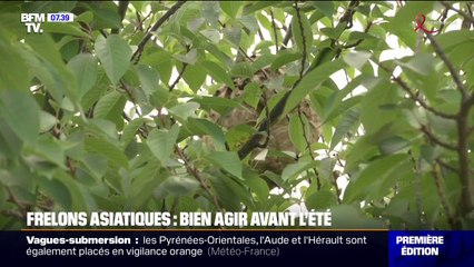 Frelons asiatiques: le Parlement adopte une proposition de loi pour endiguer leur prolifération