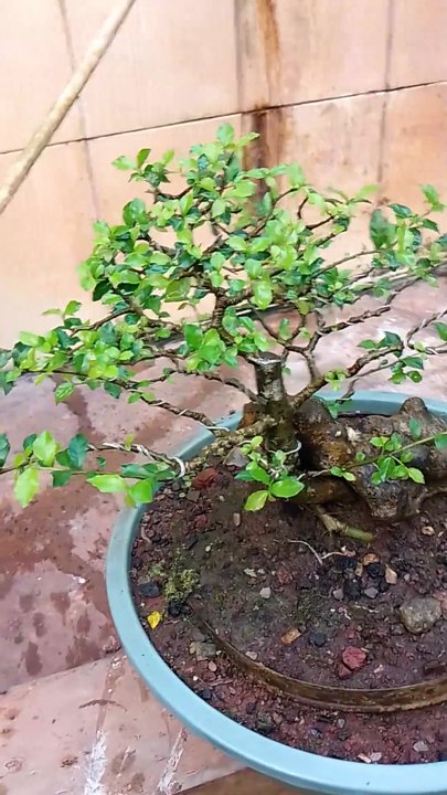 Bonsai serut
