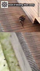 New Discovery Japanese Bees' Unique Ant Defense | #JapaneseHoneyBee #WingSlap #AntDefense #BeeBehavior #NatureWonders #InsectDefense #HoneybeeFacts #FascinatingNature #AnimalDefense #NaturePhotography