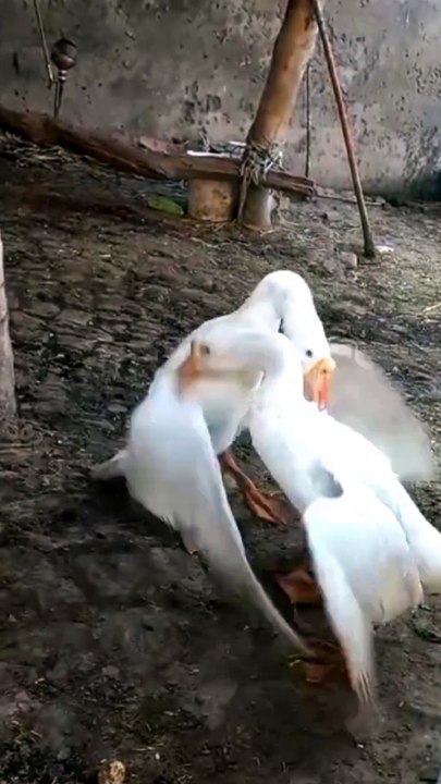 💥 When Ducks Take It Personally! 🦆🤣