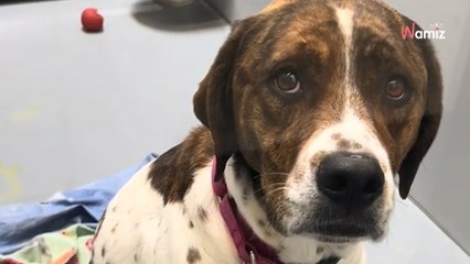 Virale Emotionen: Lilas berührender Blick erobert Millionen Herzen 🐶