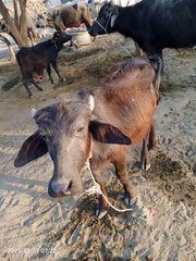 #PixVerse_#😂🤣😂🤣😂🤣_😂🤣😂_