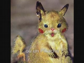 De vrais Pokémon !? Les Pokémon sont parmi nous !