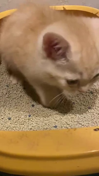 Too Adorable! 🐾 Look Who’s Enjoying Every Secon...