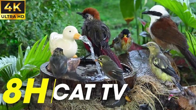 Beautiful Birds Chirping And Flying In A Peaceful Video For Cats To Enjoy - Video For Cats