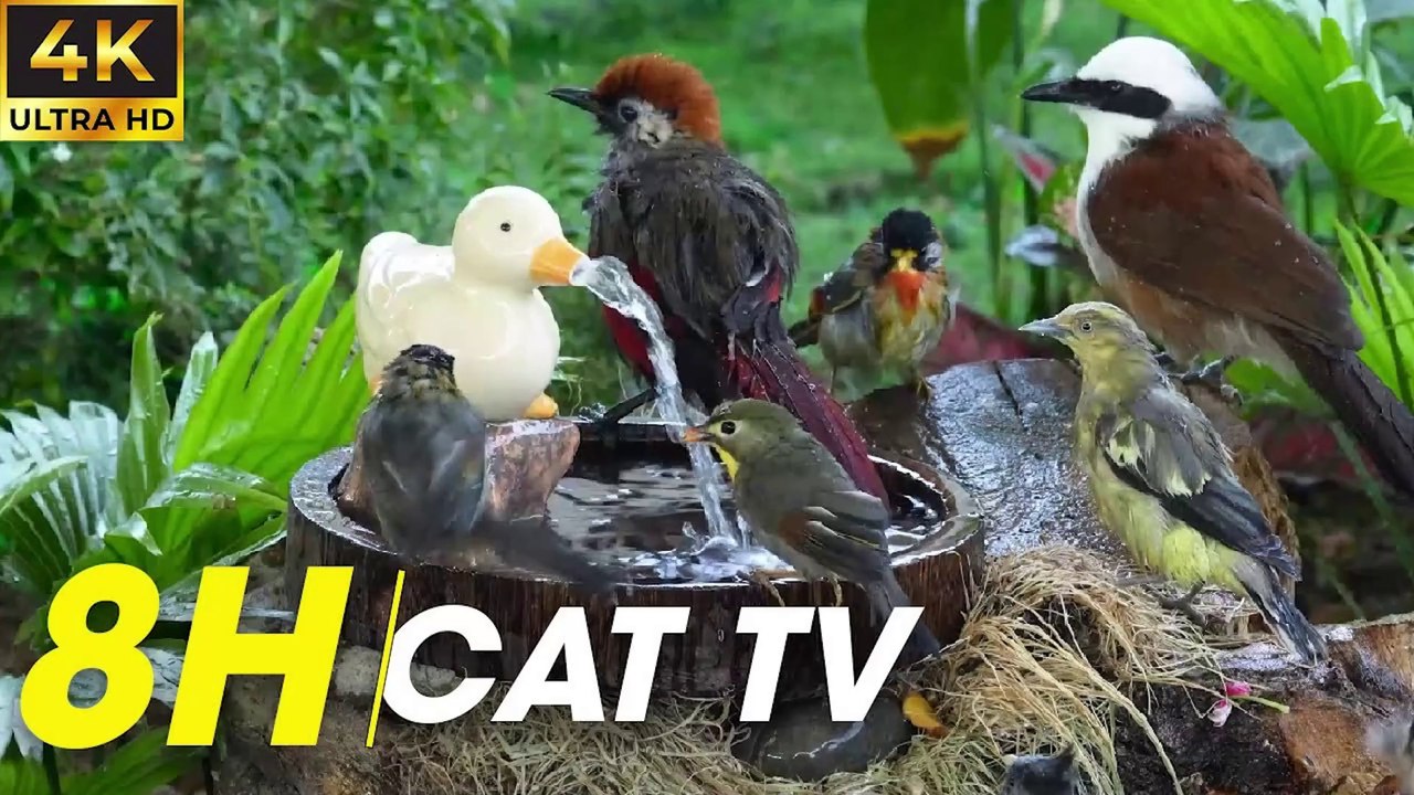 Beautiful Birds Chirping And Flying In A Peaceful Video For Cats To Enjoy - Video For Cats