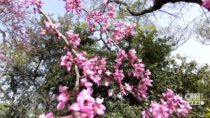 Asya'dan Avrupa'ya uzanan gelenek: ''Nevruz Bayramı'' nasıl doğdu?