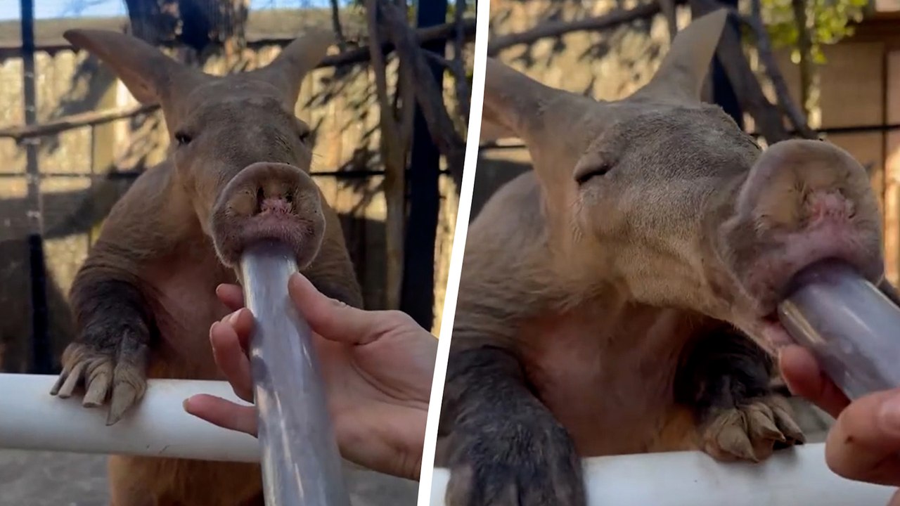 Hungriges erdferkel genießt einen schluck honig