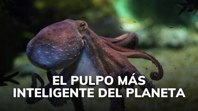 El pulpo mas inteligente