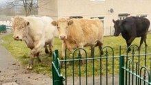 A Cow Isn’t Something You See Out Your Home Window Every Day! This Lady Saw Fifteen of Them!