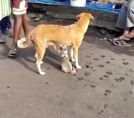 Entertainment#Videos funny#shortviral#dailymotion#shortvideos
