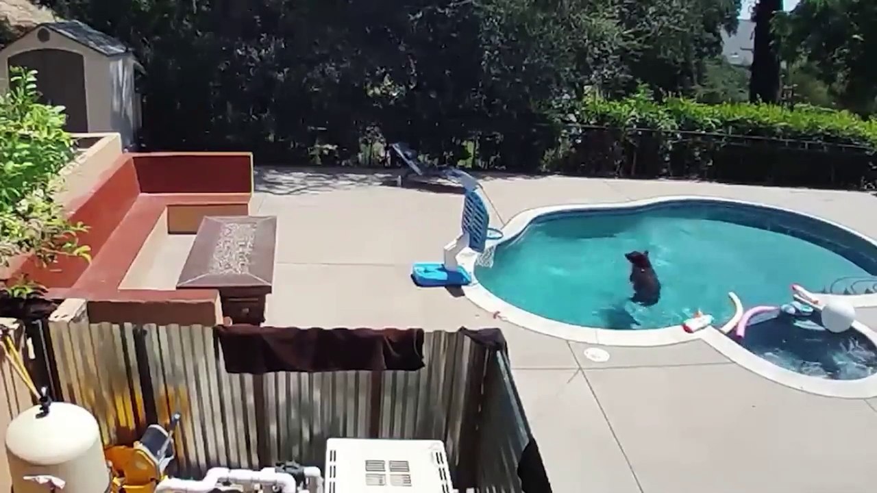 Les Animaux Ont Pété un Câble ! Compilation Hilarante 🐶🐱