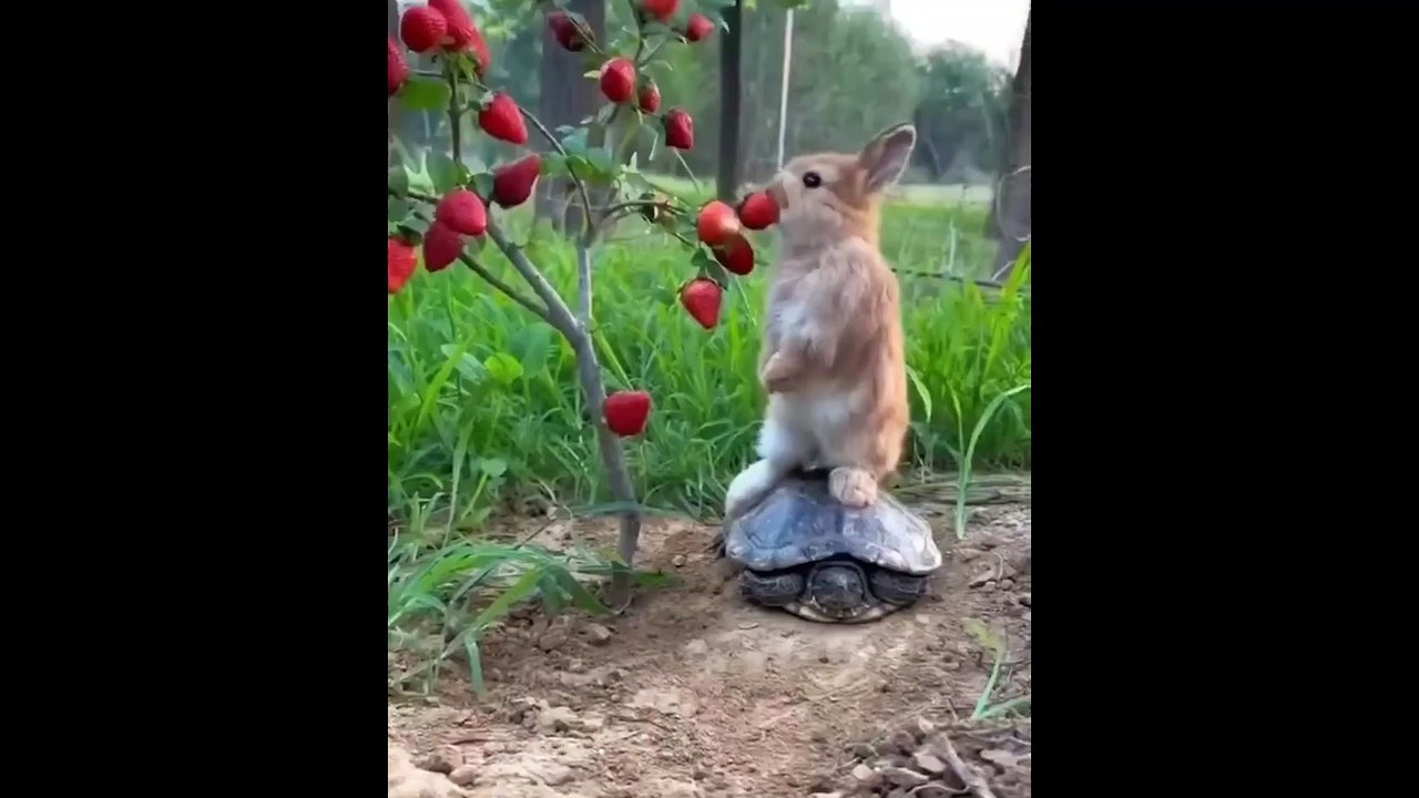 Ces Animaux Sont Totalement Barrés ! Compilation 100% Rires