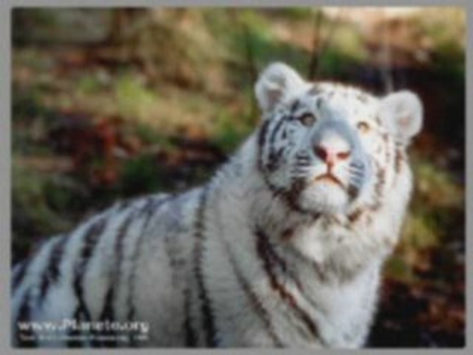 Video tigre montage