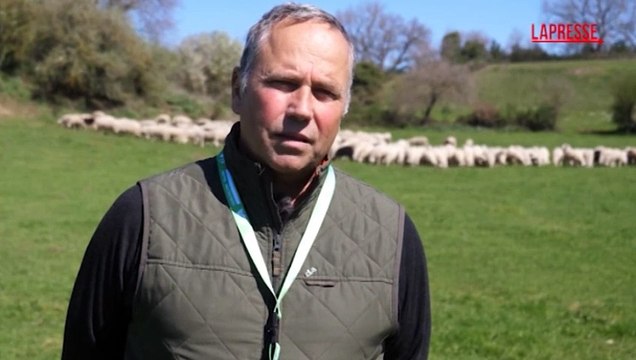 Dazi Usa, allevatori preoccupati: In pericolo il pecorino romano