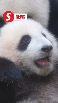 Twin panda cubs make first public appearance with mother Ying Ying