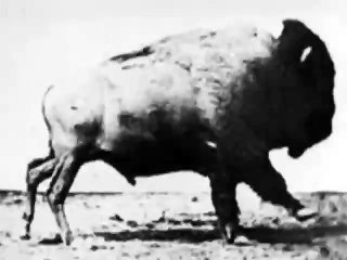 Buffalo Running 1883 Eadweard Muybridge, Very Early Film