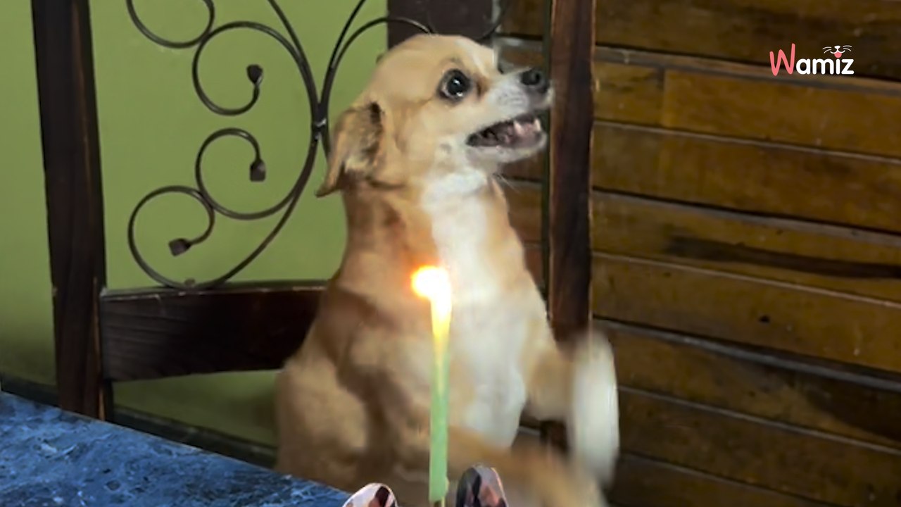 Ils prévoient une fête d'anniversaire à leur chien : 34,9M de personnes restent scotchées devant sa réaction (vidéo)