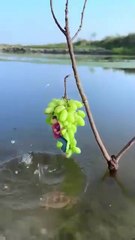 Fruit creative videos 💡#viral #creative #videography #fun #trending