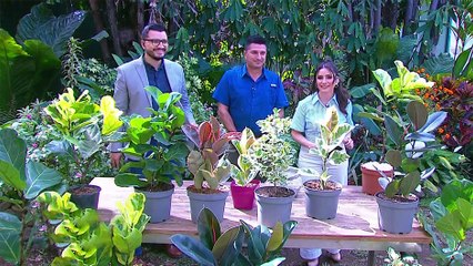 bd-arboles-decorativos-210325