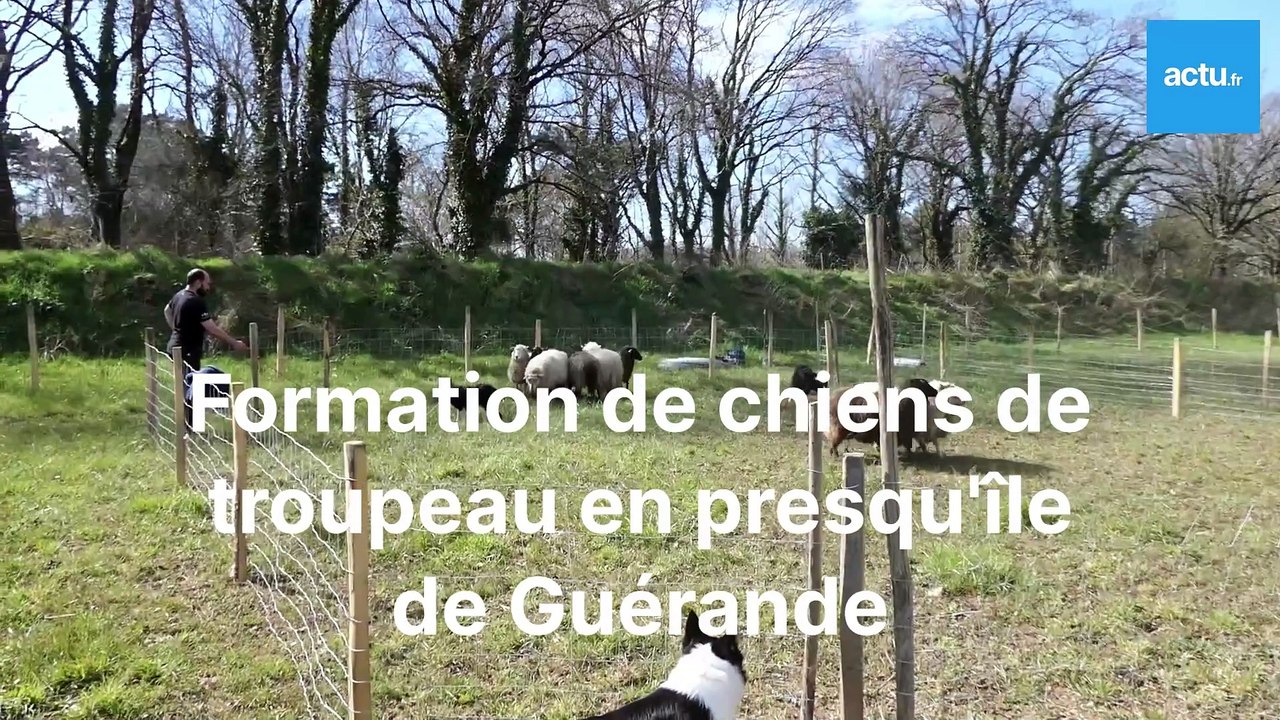 Formation de chiens de troupeaux en presqu'île de guérande