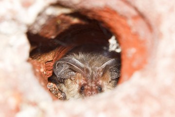 Comptage hivernal des Chauves-souris dans la Drôme