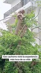 Video de pánico y ternura conmueve las redes ante el secuestro de un cachorro por parte de un mono. Miralo.