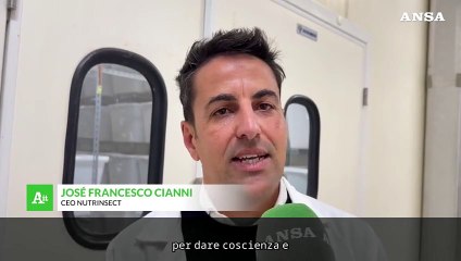 Nelle Marche una Academy per insegnare ad allevare grilli