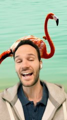 Un FLAMAND rose toujours sur 1 PATTE ?!