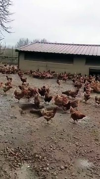 granja de pollos