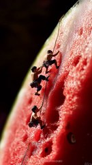 Fruit Construction company