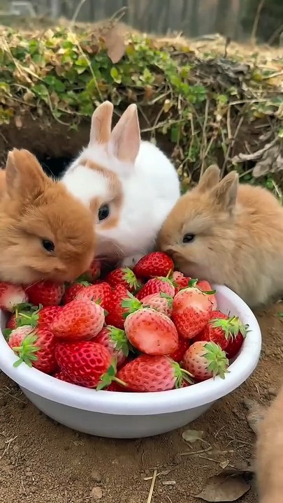 🐇🍓 Cute Rabbits Eating Strawberries – Adorable Countryside Moments! 😍