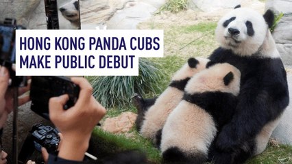 Hong Kong Panda Cubs Make Public Debut