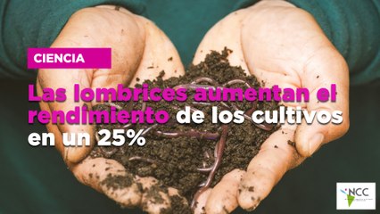 Las lombrices aumentan el rendimiento de los cultivos en un 25%