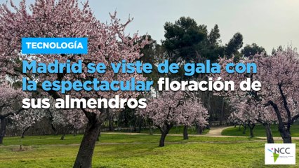 Madrid se viste de gala con la espectacular floración de sus almendros