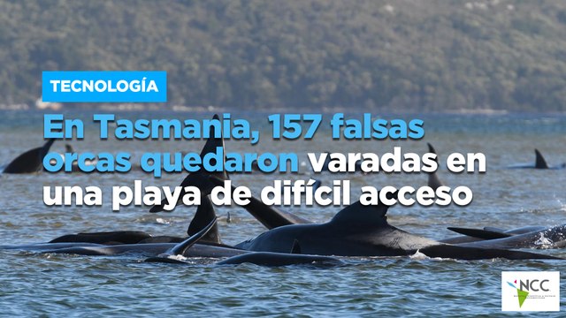 En Tasmania, 157 falsas orcas quedaron varadas en una playa de difícil acceso