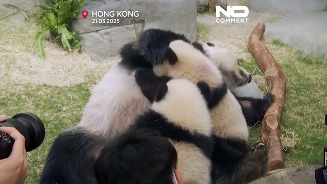 Première apparition publique des jumeaux pandas de Hong Kong à Ocean Park