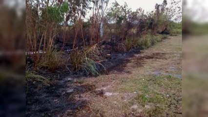 Autoridades sofocan incendio forestal en la Autovía del Este