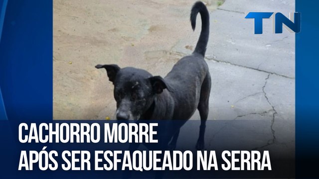Cachorro morre após ser esfaqueado na Serra